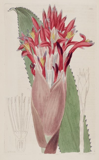 Illustration von Aechmea nudicaulis von Sydenham Teast Edwards